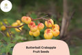 Butterball Crabapple Seeds | Malus Tree, Yellow Fruit & Spring Blooms