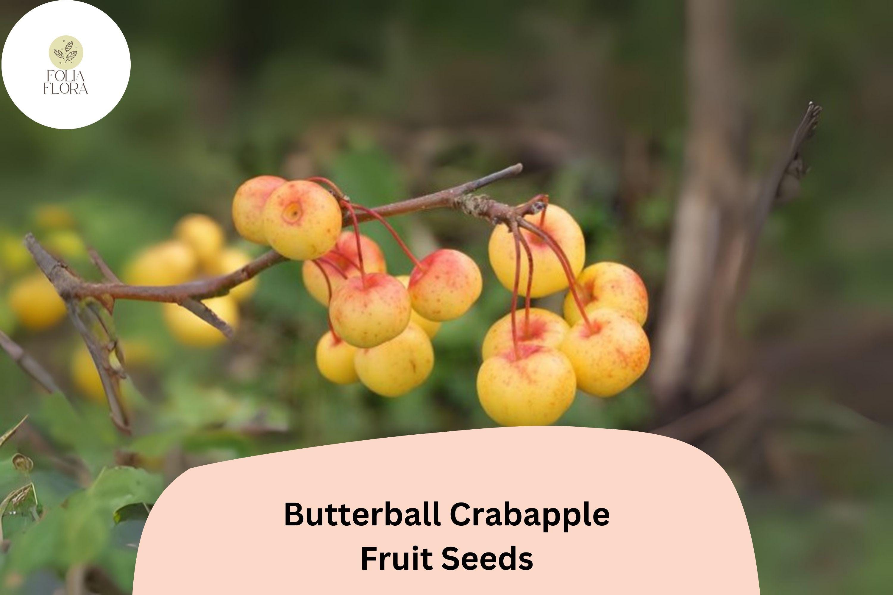 Butterball Crabapple Seeds | Malus Tree, Yellow Fruit & Spring Blooms