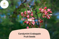 Candymint Crabapple Seeds | Malus Ornamental Tree, Pink Blossoms