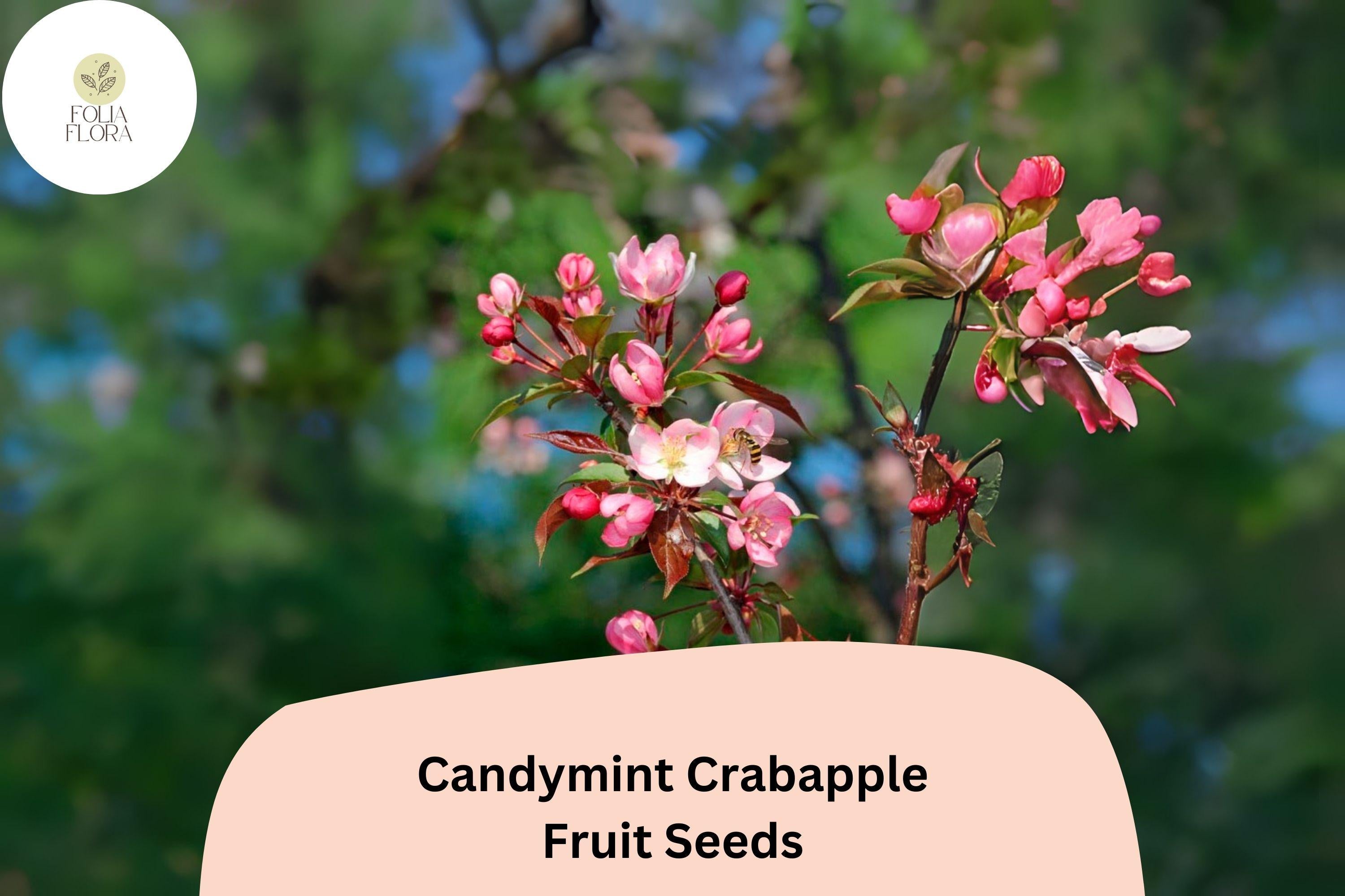 Candymint Crabapple Seeds | Malus Ornamental Tree, Pink Blossoms
