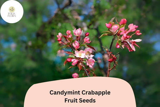 Candymint Crabapple Seeds | Malus Ornamental Tree, Pink Blossoms