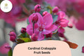 Cardinal Crabapple Seeds | Purple Foliage, Pink Blossoms, Red Fruit
