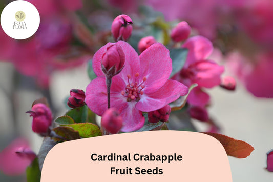 Cardinal Crabapple Seeds | Purple Foliage, Pink Blossoms, Red Fruit