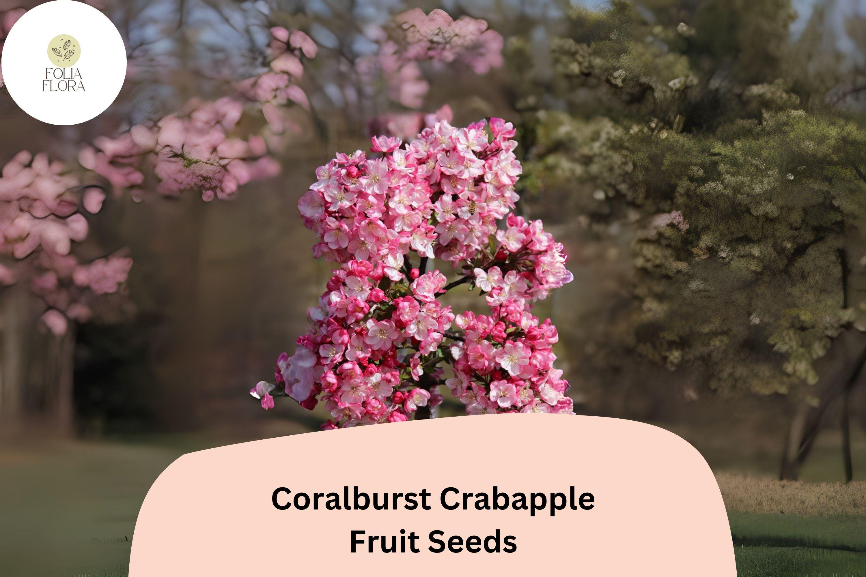 Coralburst Crabapple Seeds | Pink Blossoms, Red Fruit Tree