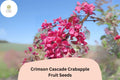 Crimson Cascade Crabapple Seeds | Deep Pink Blossoms, Red Fall Fruit