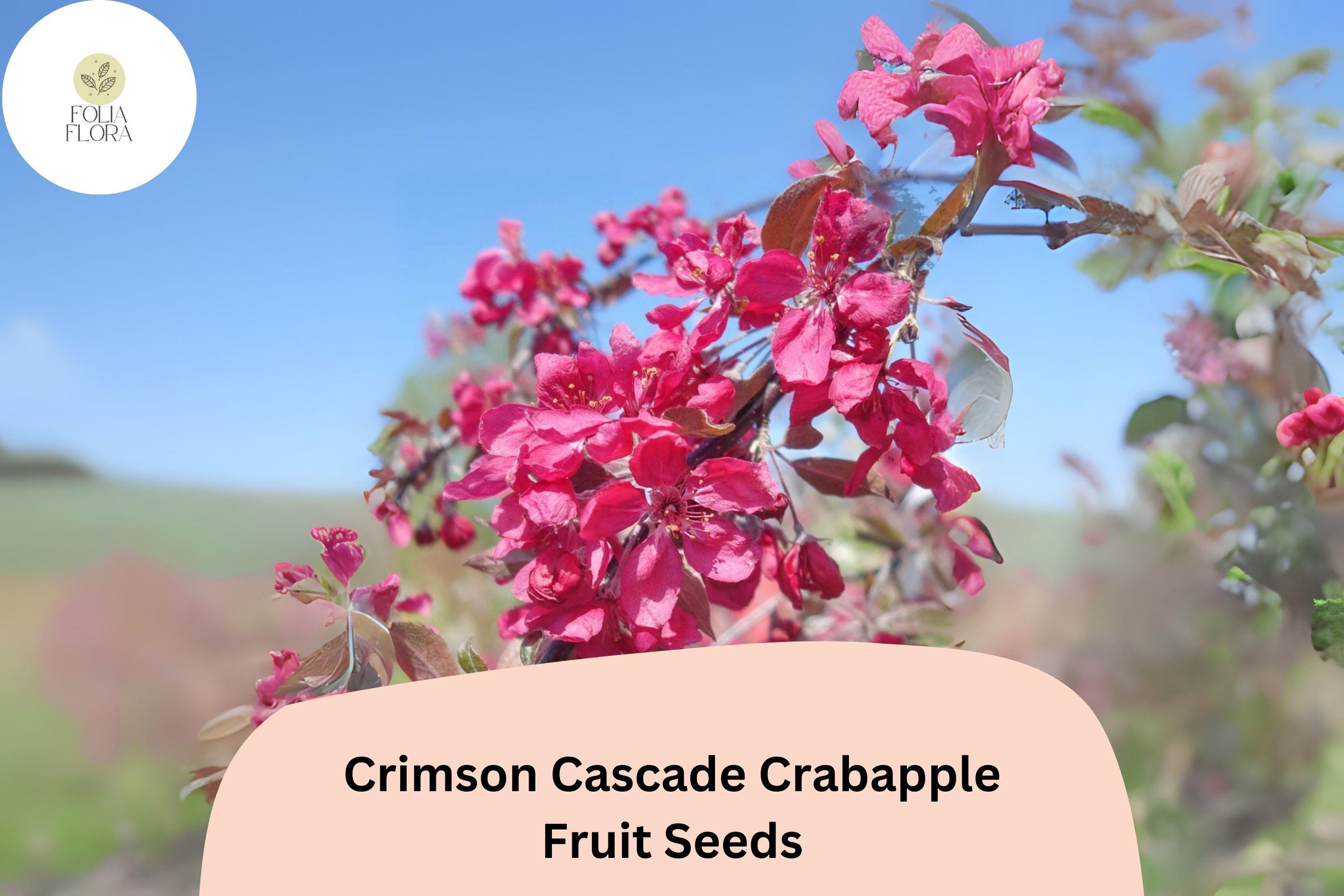 Crimson Cascade Crabapple Seeds | Deep Pink Blossoms, Red Fall Fruit