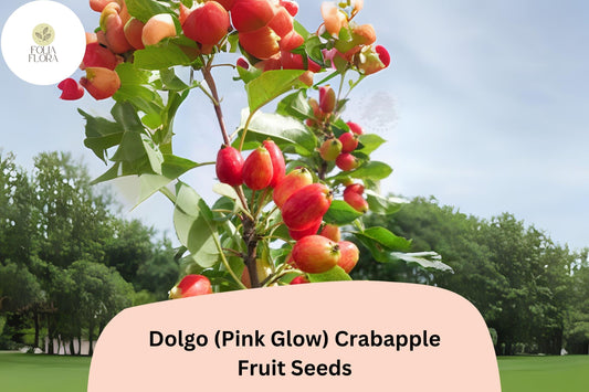 Dolgo Crabapple Seeds | Pink Blossoms, Red Fall Fruit | Ornamental Tree
