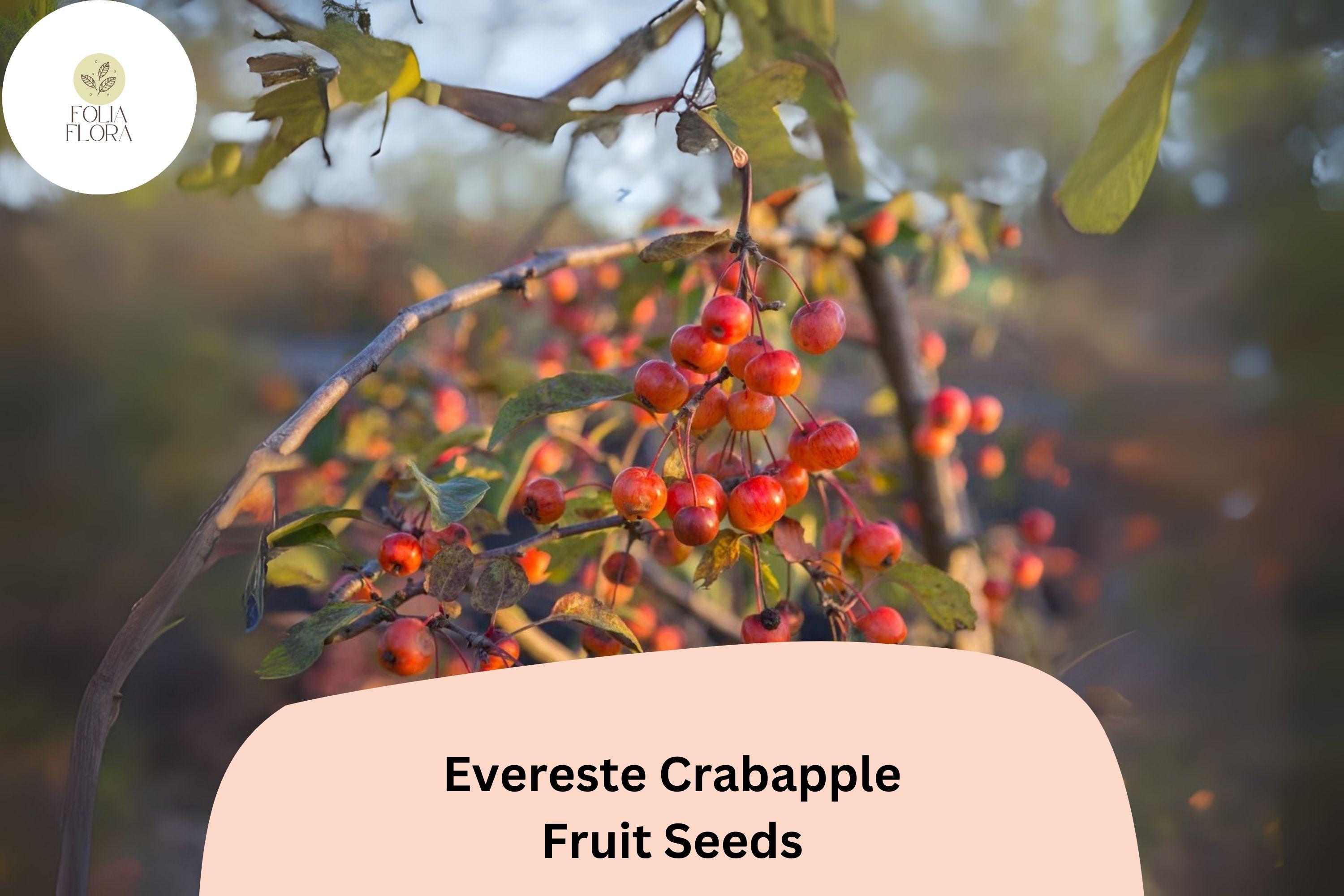 Evereste Crabapple Tree Seeds | Malus 'Evereste', Pink Blossoms