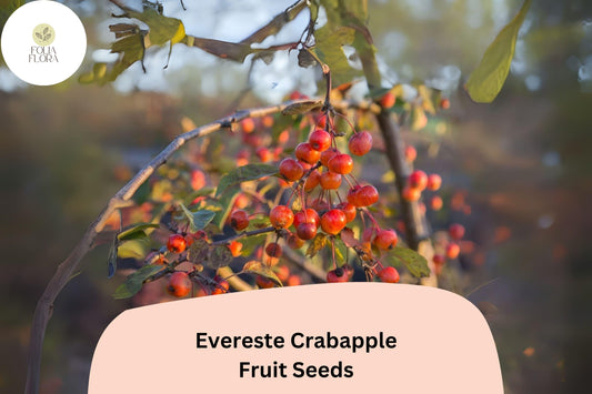 Evereste Crabapple Tree Seeds | Malus 'Evereste', Pink Blossoms