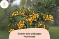 25+ Golden Gem Crabapple Seeds | Ornamental Tree, Pink Blossoms