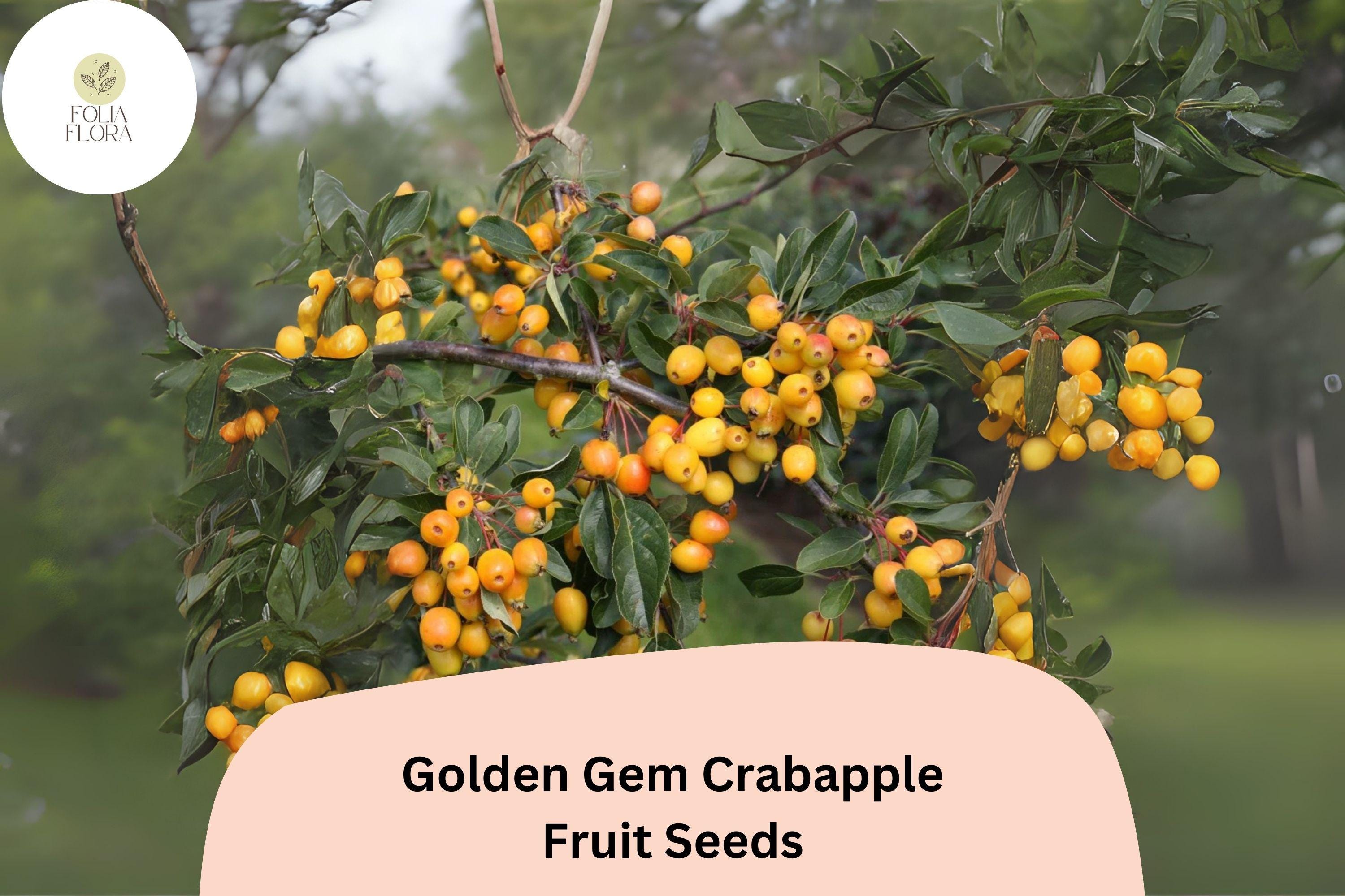 25+ Golden Gem Crabapple Seeds | Ornamental Tree, Pink Blossoms