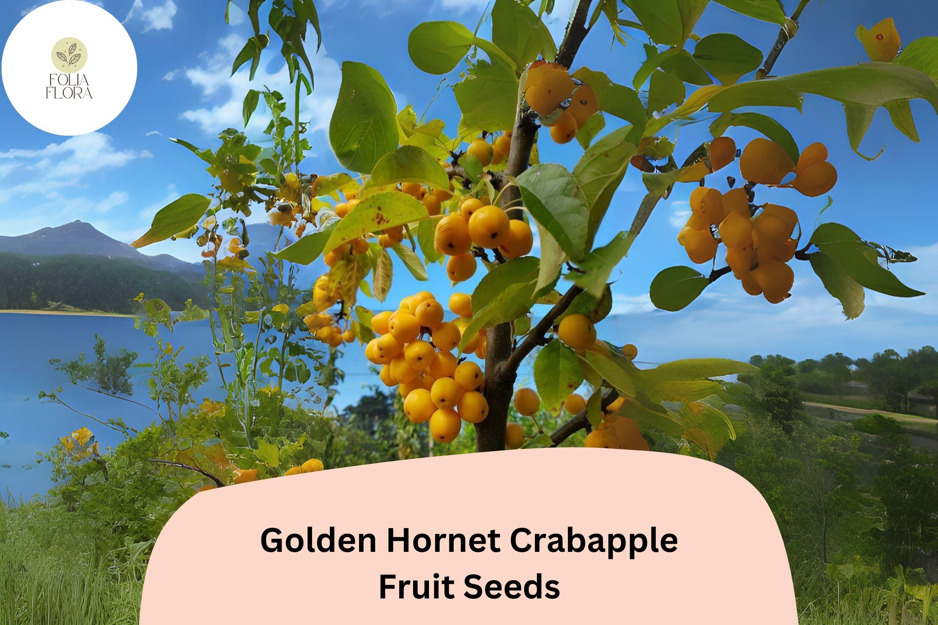 Golden Hornet Crabapple Seeds | Ornamental Tree, Yellow Fruit