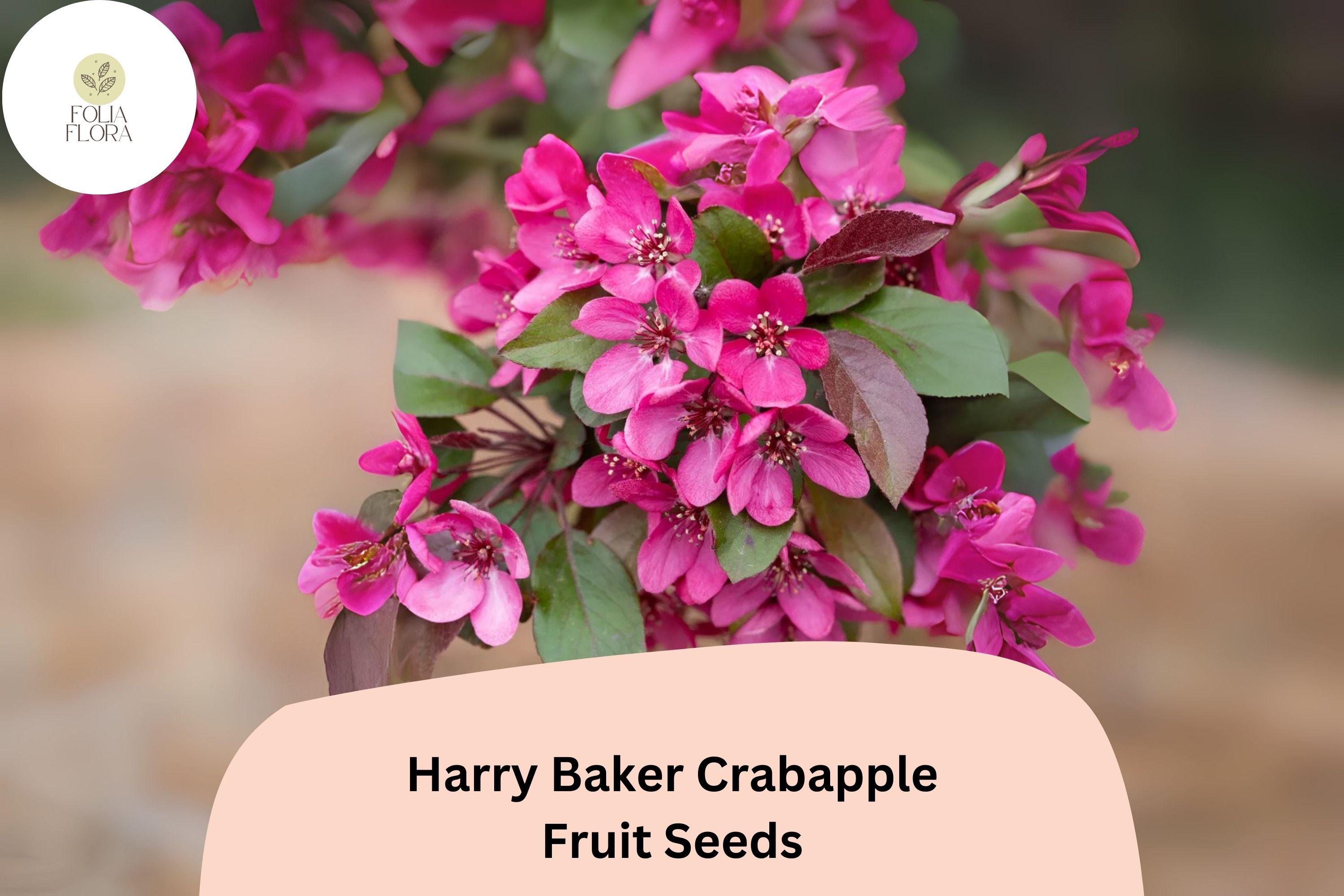 Harry Baker Crabapple Seeds | Red-Purple Blossoms, Ornamental Tree