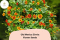 Old Mexico Zinnia Seeds â€“ Rustic Red & Gold Bicolor Blooms