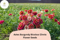 Aztec Burgundy Bicolor Zinnia Seeds â€“ Red & Yellow Garden Blooms