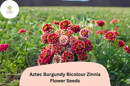 Aztec Burgundy Bicolor Zinnia Seeds â€“ Red & Yellow Garden Blooms