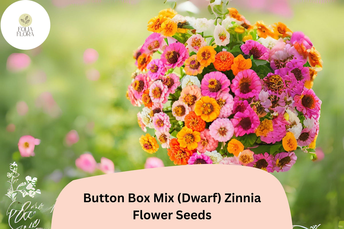 100+ Button Box Mix Zinnia Seeds (Dwarf) â€“ Compact Blooms for Borders, Pots & Garden Beds