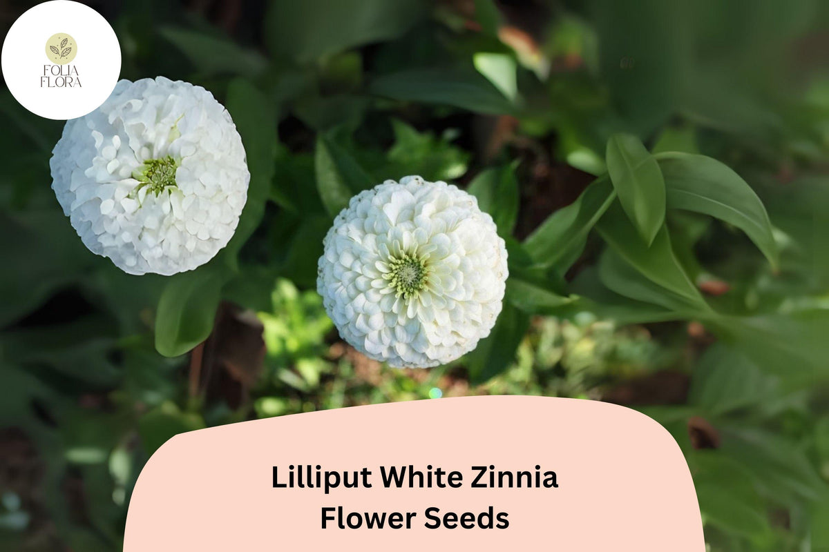 100+ Lilliput White Zinnia Seeds â€“ Mini Pompon Blooms for Borders, Beds & Summer Gardens