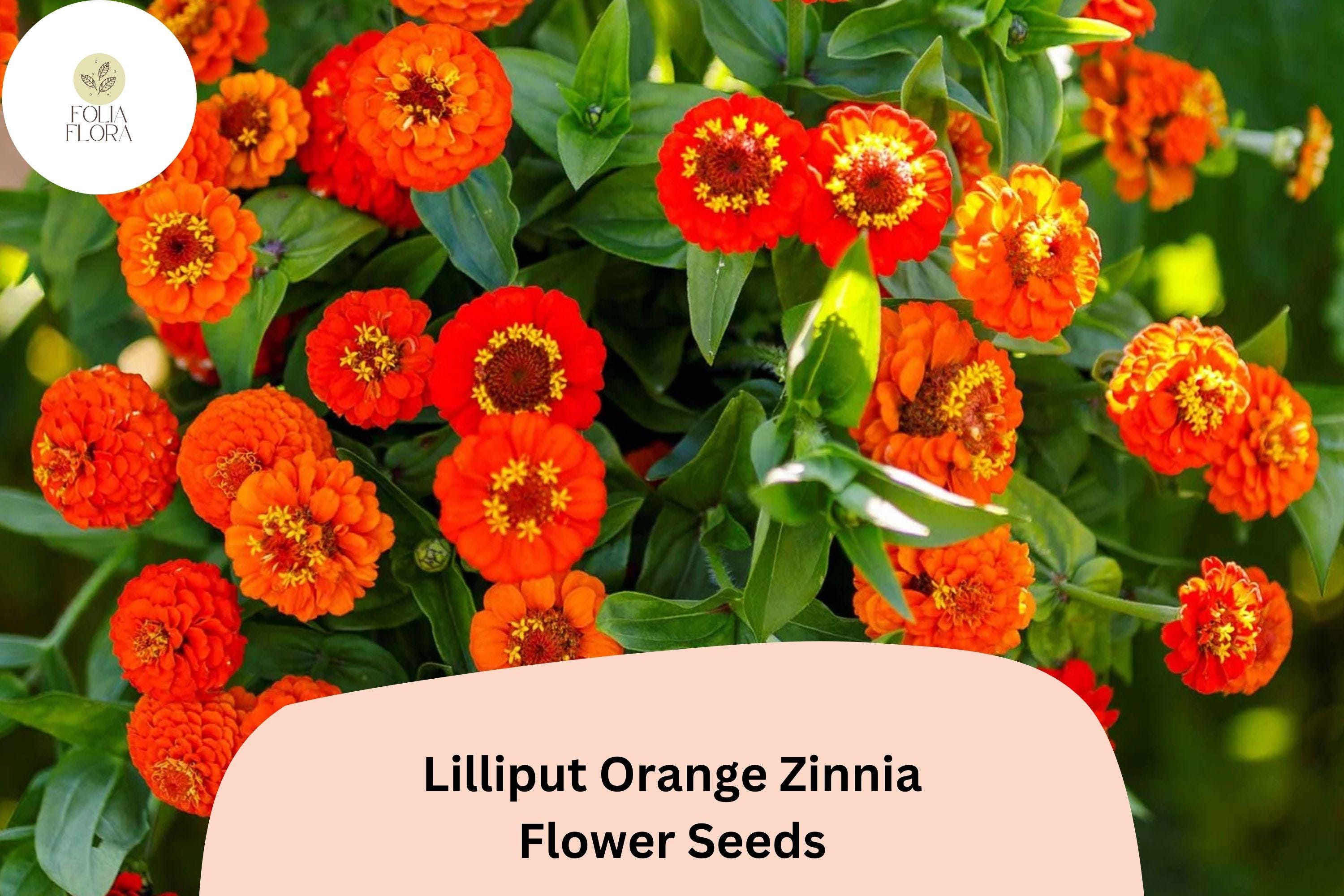 100+ Lilliput Orange Zinnia Seeds â€“ Mini Pompon Blooms for Borders, Edging & Summer Gardens