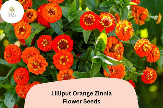 100+ Lilliput Orange Zinnia Seeds â€“ Mini Pompon Blooms for Borders, Edging & Summer Gardens