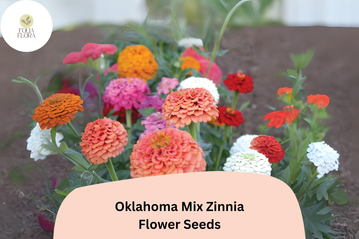 100+ Oklahoma Mix Zinnia Seeds â€“ Long-Lasting Blooms for Bouquets, Borders & Summer Gardens