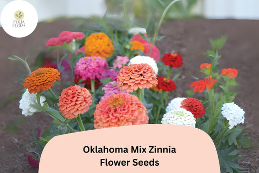 100+ Oklahoma Mix Zinnia Seeds â€“ Long-Lasting Blooms for Bouquets, Borders & Summer Gardens