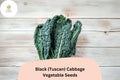 500+ Black Tuscan Cabbage Seeds | Lacinato Kale | Heirloom Leafy Green | Garden Planting