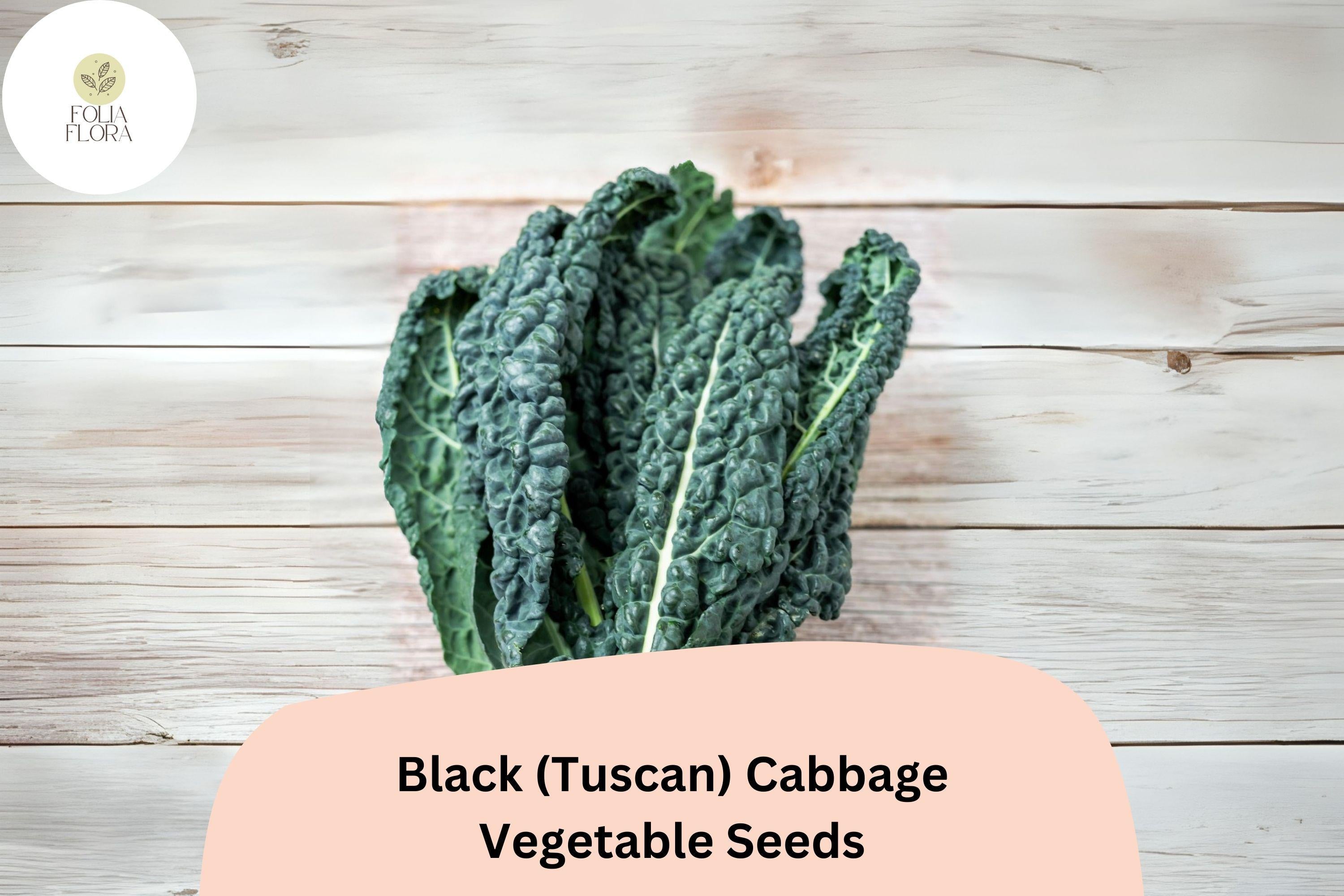 500+ Black Tuscan Cabbage Seeds | Lacinato Kale | Heirloom Leafy Green | Garden Planting