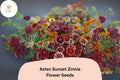 100+ Aztec Sunset Zinnia Seeds â€“ Warm Bi-Color Blooms for Summer Gardens & Cut Flowers