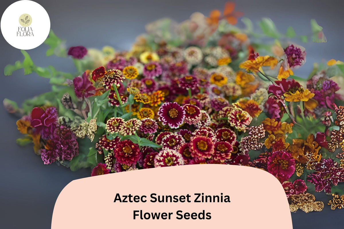 100+ Aztec Sunset Zinnia Seeds â€“ Warm Bi-Color Blooms for Summer Gardens & Cut Flowers