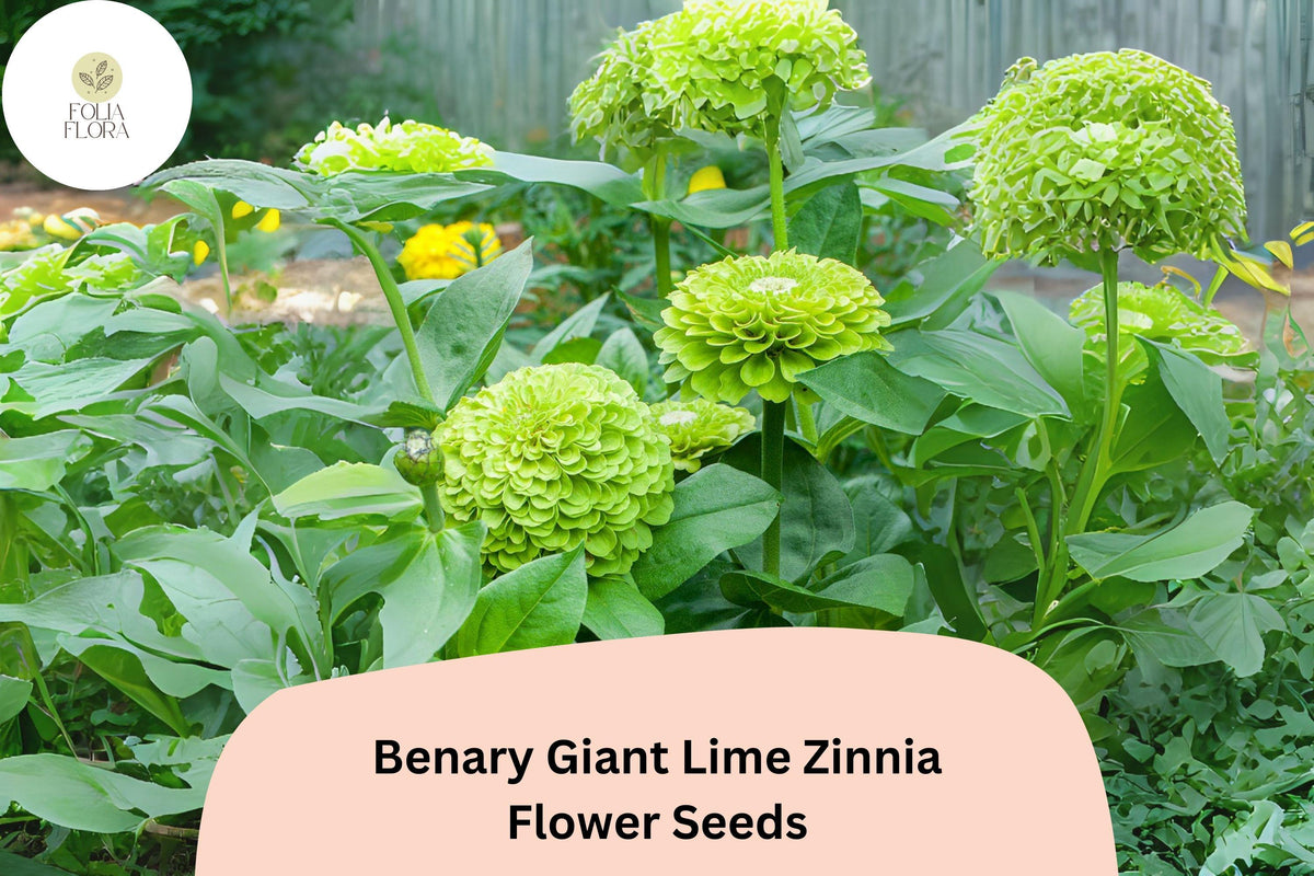 100+ Benary Giant Lime Zinnia Seeds â€“ Unique Green Blooms for Cut Flowers & Summer Gardens