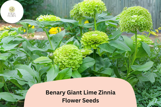 100+ Benary Giant Lime Zinnia Seeds â€“ Unique Green Blooms for Cut Flowers & Summer Gardens
