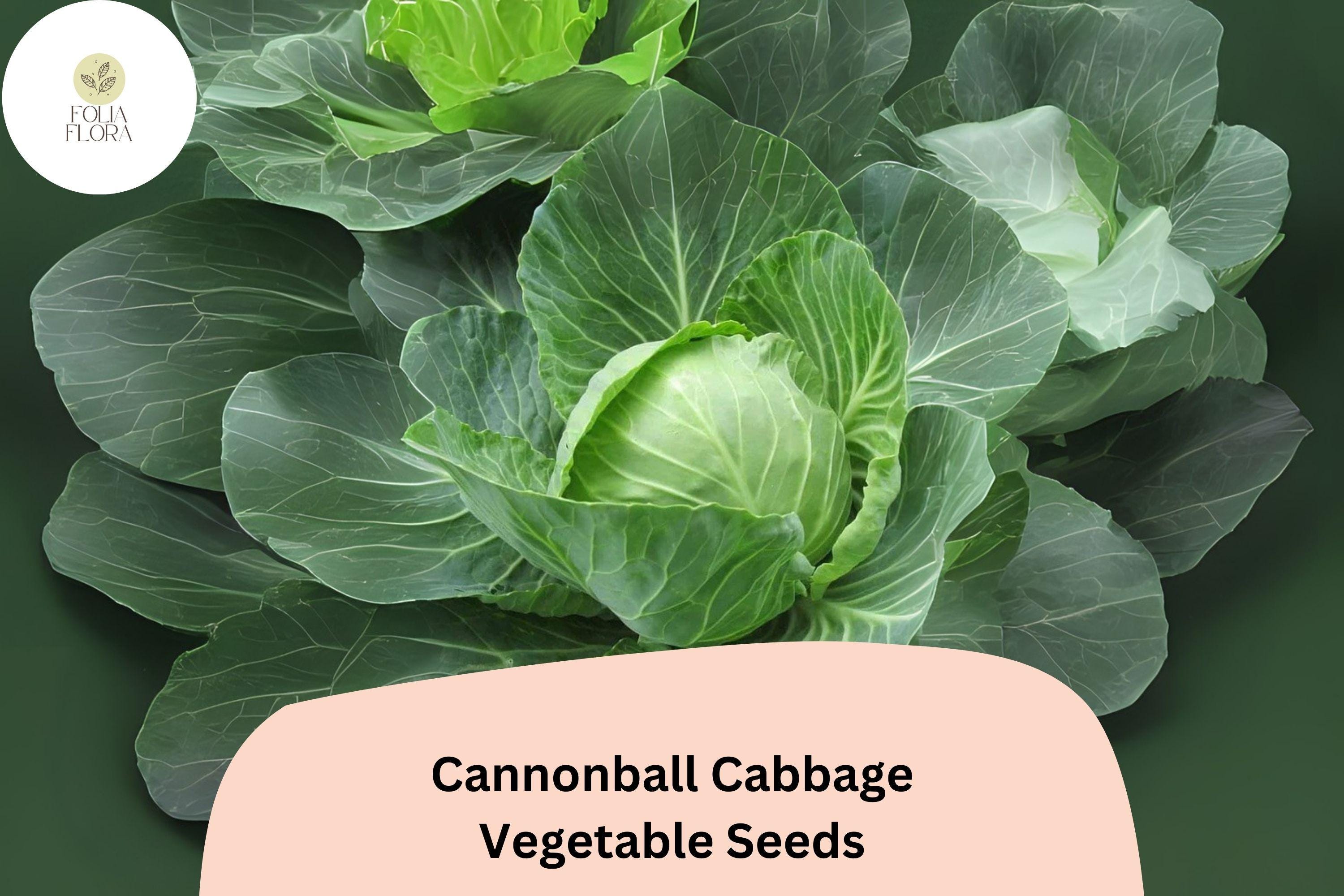 500+ Cannonball Cabbage Seeds | Heirloom Round Head Cabbage | Garden Vegetable Planting