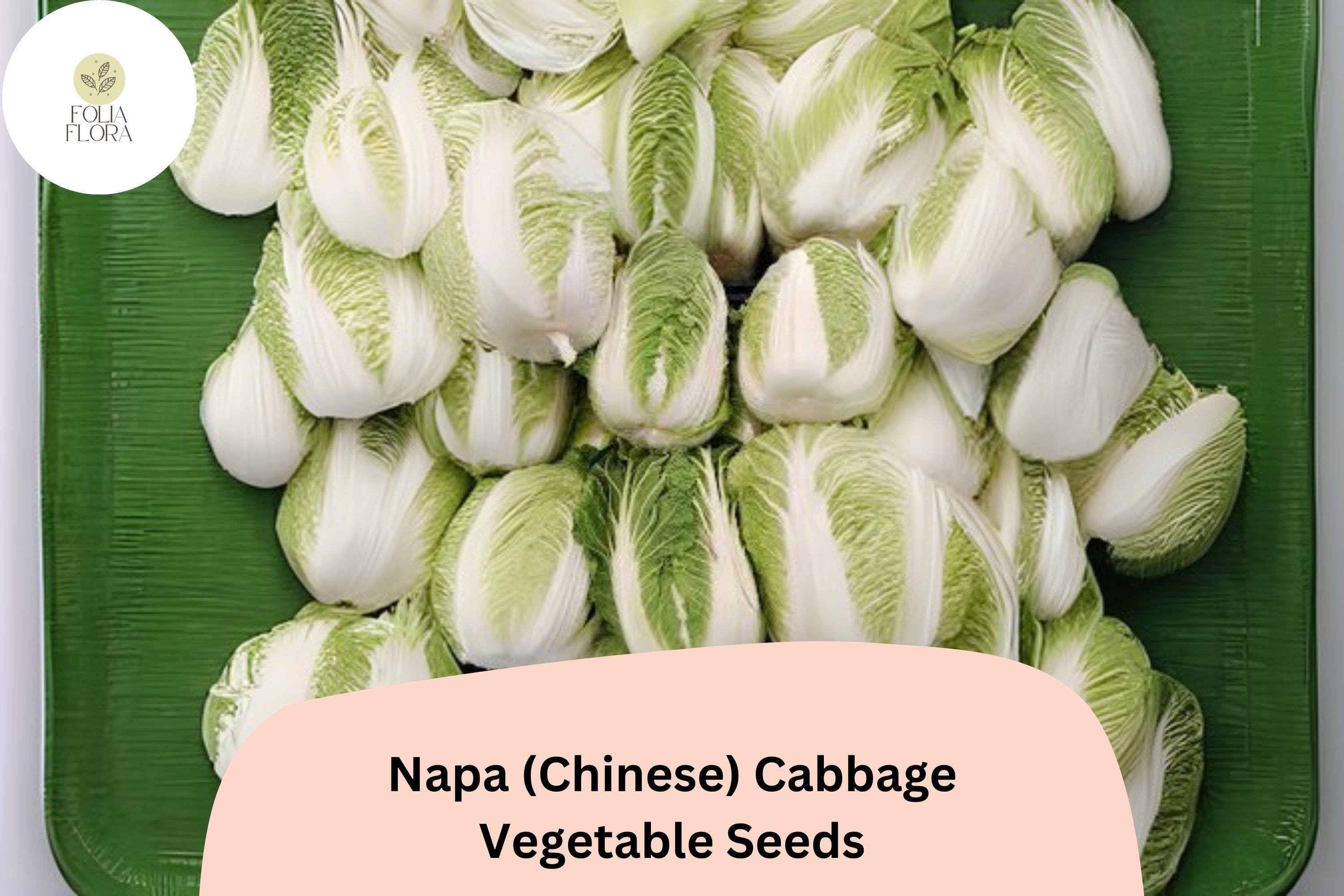 Napa Cabbage Seeds | 500+ Heirloom Brassica Seeds