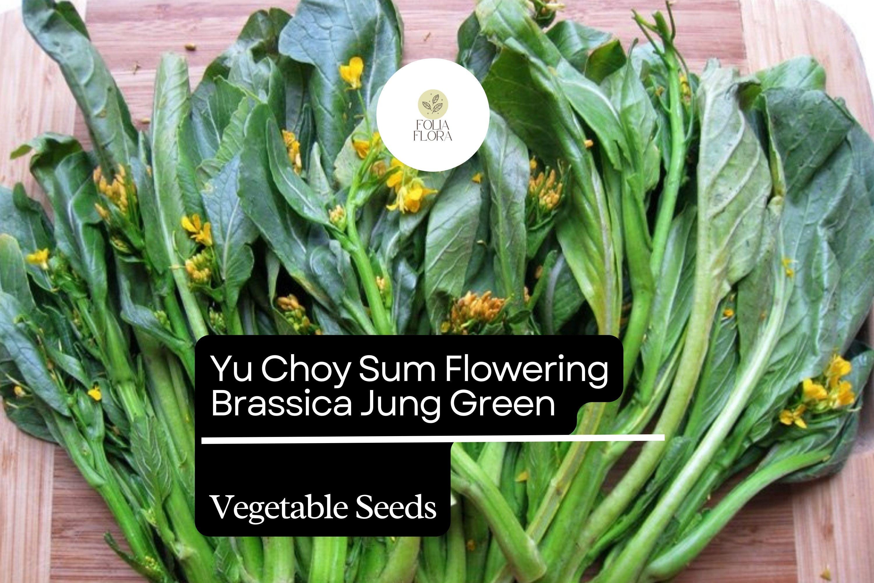 500+ Choy Sum Cabbage Seeds | Brassica rapa var. parachinensis | Asian Greens for Garden Planting
