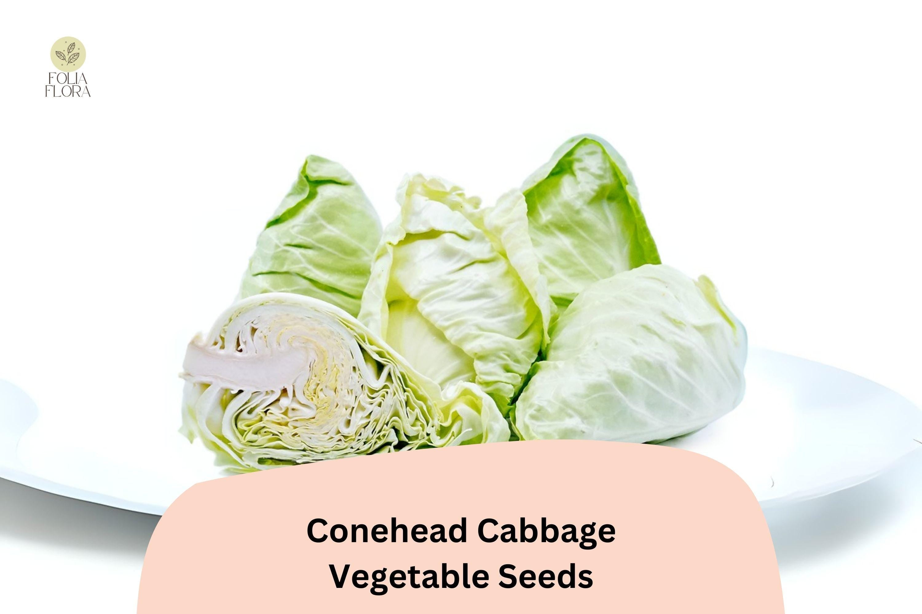 500+ Conehead Cabbage Seeds | Brassica oleracea | Sweet Heirloom Pointed Head Cabbage for Garden Planting