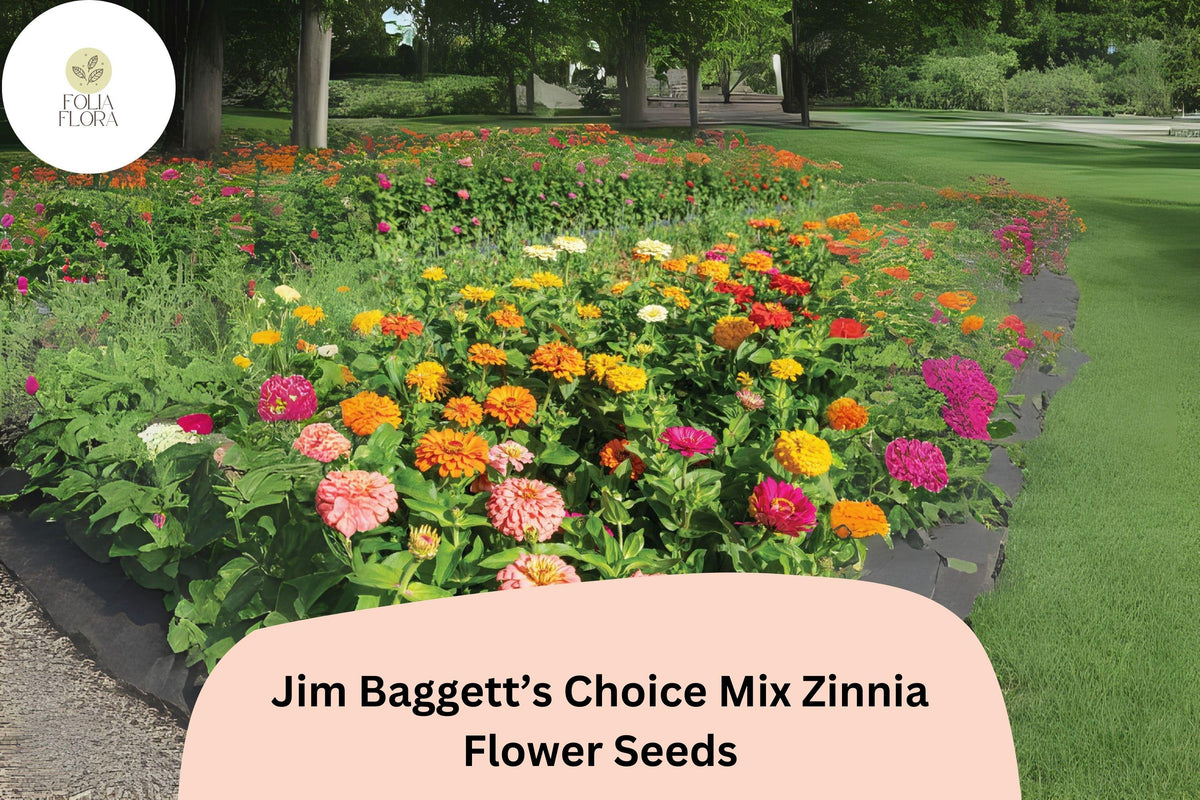 100+ Jim Baggettâ€™s Choice Mix Zinnia Seeds â€“ Tall Colorful Blooms for Cutting & Summer Gardens
