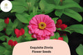 100+ Exquisite Zinnia Seeds â€“ Unique Bloom Form & Summer Color for Garden Beds and Bouquets