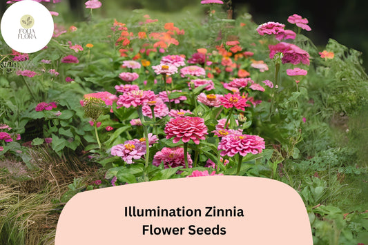 100+ Illumination Zinnia Seeds â€“ Bright Golden-Orange Blooms for Summer Gardens & Cut Flowers