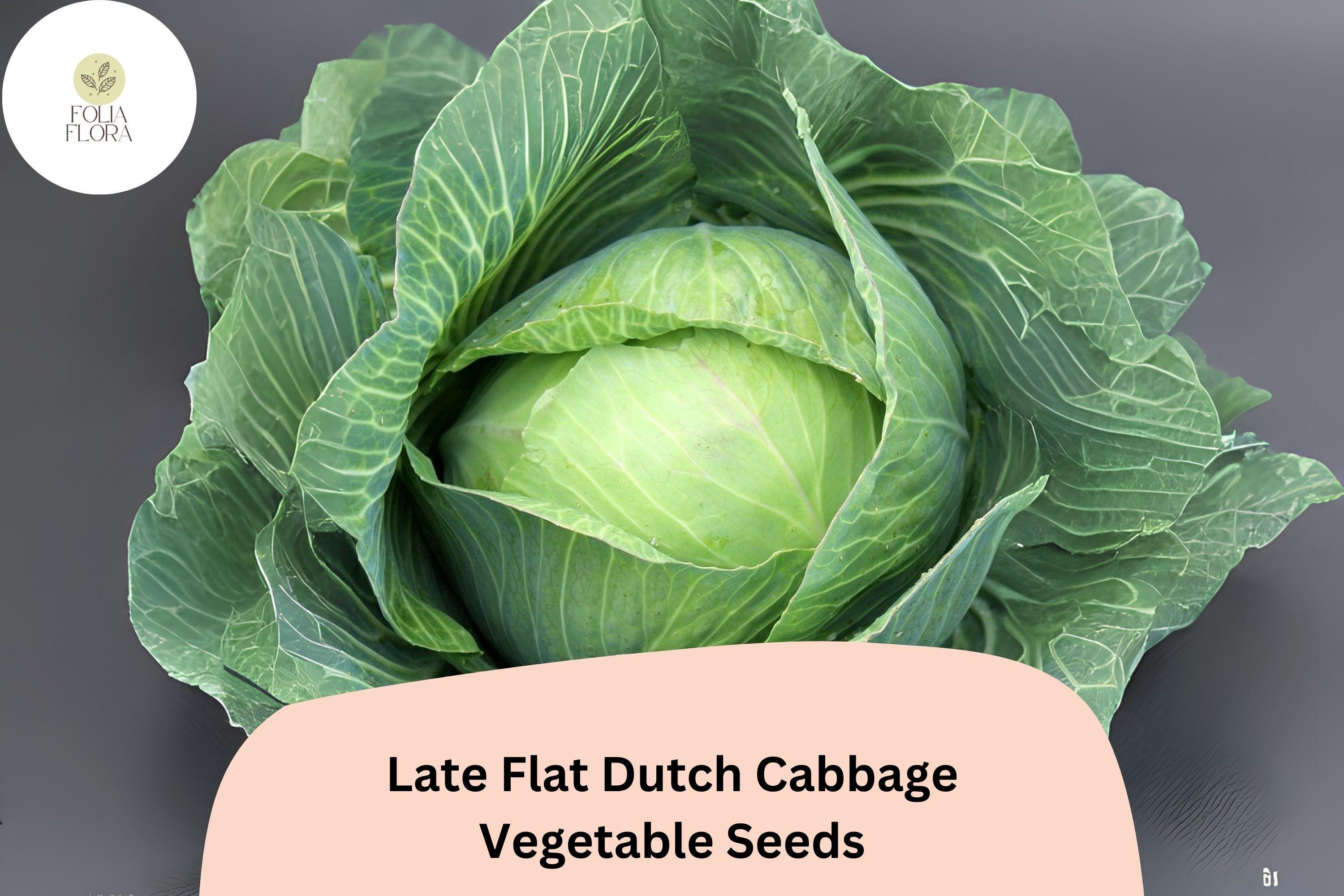 Late Flat Dutch Cabbage Seeds | Heirloom, Large-Head, Storage Variety