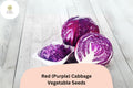 Heirloom Red Cabbage Seeds | 500+ Bulk Garden Vegetable
