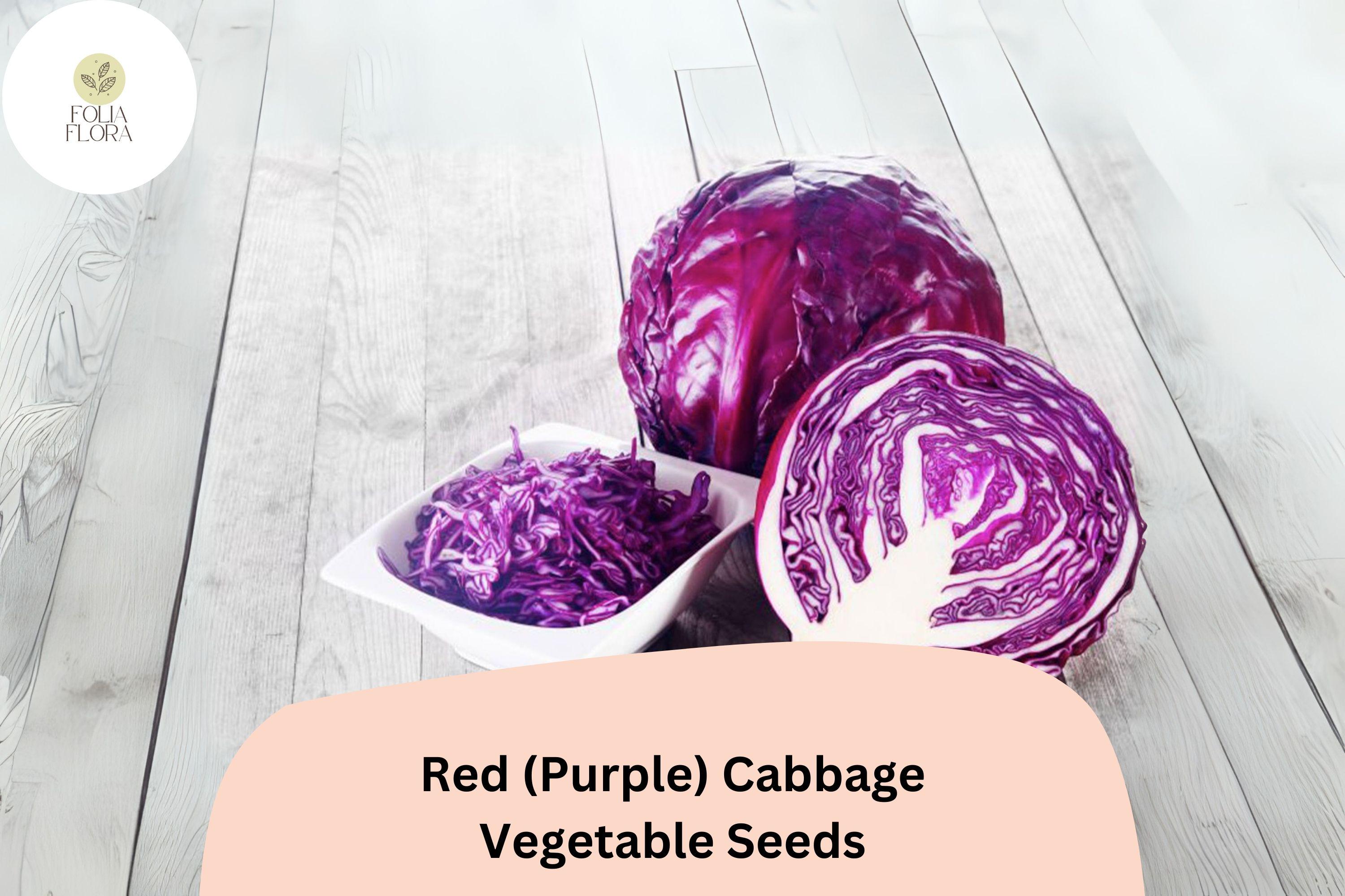 Heirloom Red Cabbage Seeds | 500+ Bulk Garden Vegetable