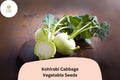 500+ Kohlrabi Seeds | Brassica oleracea | Heirloom Cabbage Family Vegetable | Bulk Garden Planting Seeds