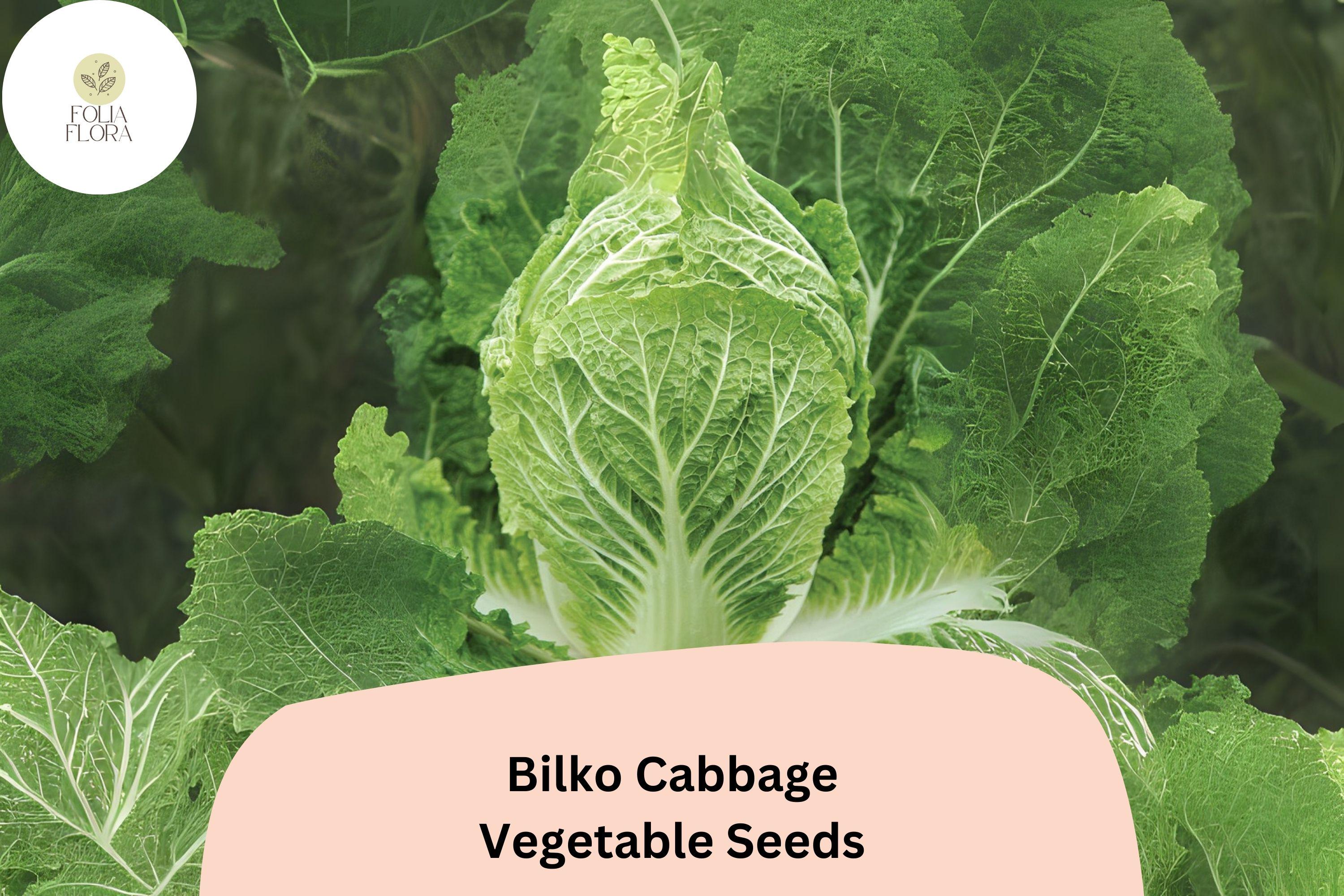 500+ Bilko Cabbage Seeds | Brassica rapa Pekinensis | Hybrid Napa Type | Bulk Garden Vegetable Seeds