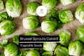 500+ Catskill Brussels Sprouts Seeds | Brassica oleracea | Heirloom Sprout Variety | Bulk Garden Vegetable Seeds