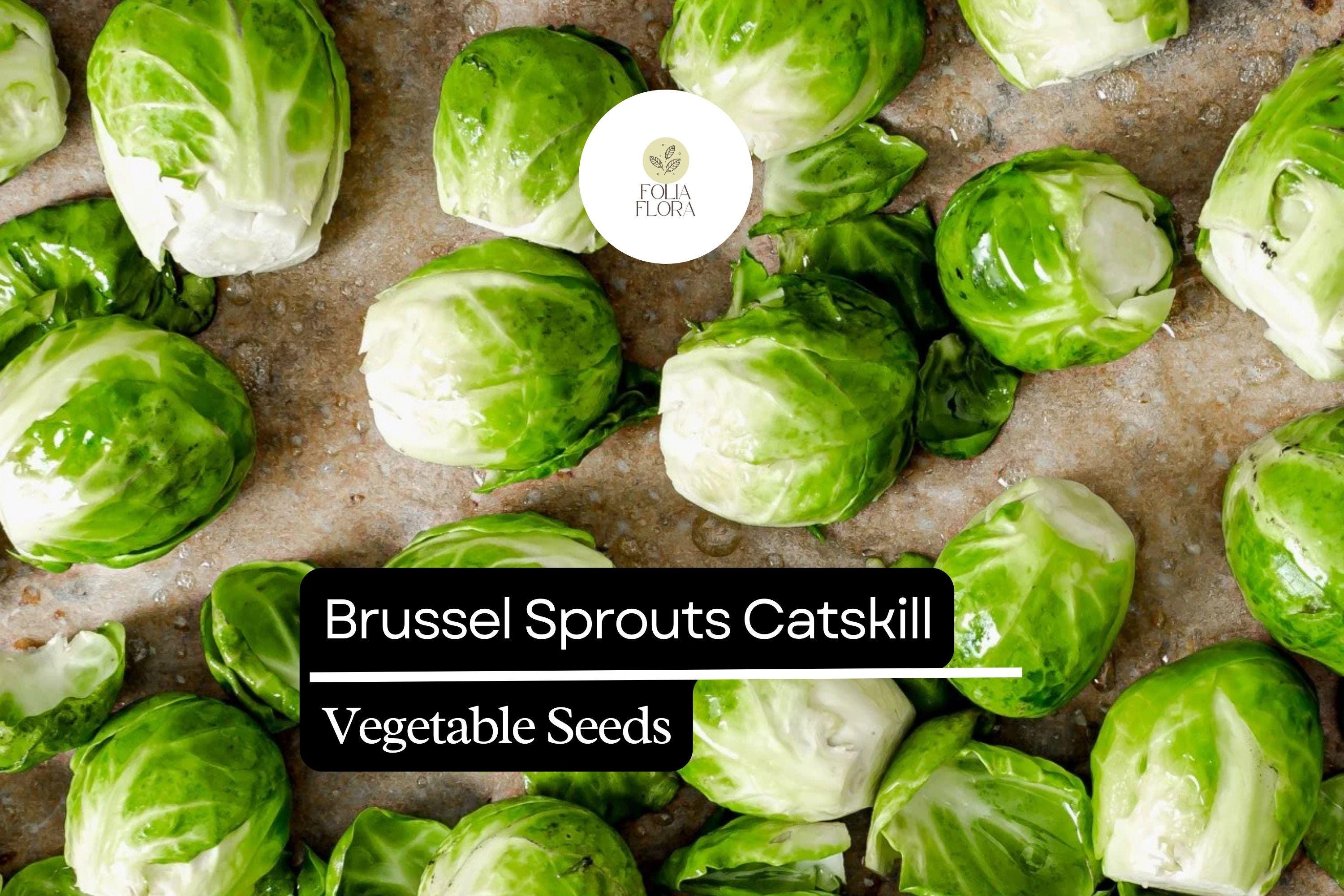 500+ Catskill Brussels Sprouts Seeds | Brassica oleracea | Heirloom Sprout Variety | Bulk Garden Vegetable Seeds