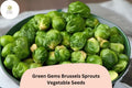 Green Gems Brussels Sprout Seeds | Hybrid, 500+ Bulk Vegetable Seeds