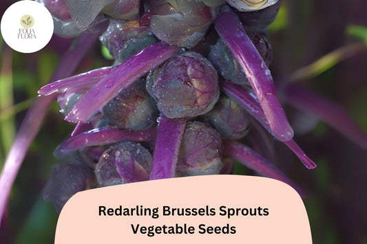 500+ Redarling Brussels Sprouts Seeds | Brassica oleracea | Red-Stem Hybrid Sprout Variety | Bulk Garden Seeds
