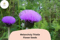 200+ Melancholy Thistle Seeds | Cirsium heterophyllum | Pollinator-Friendly Purple Flowers | Ornamental Garden Plant