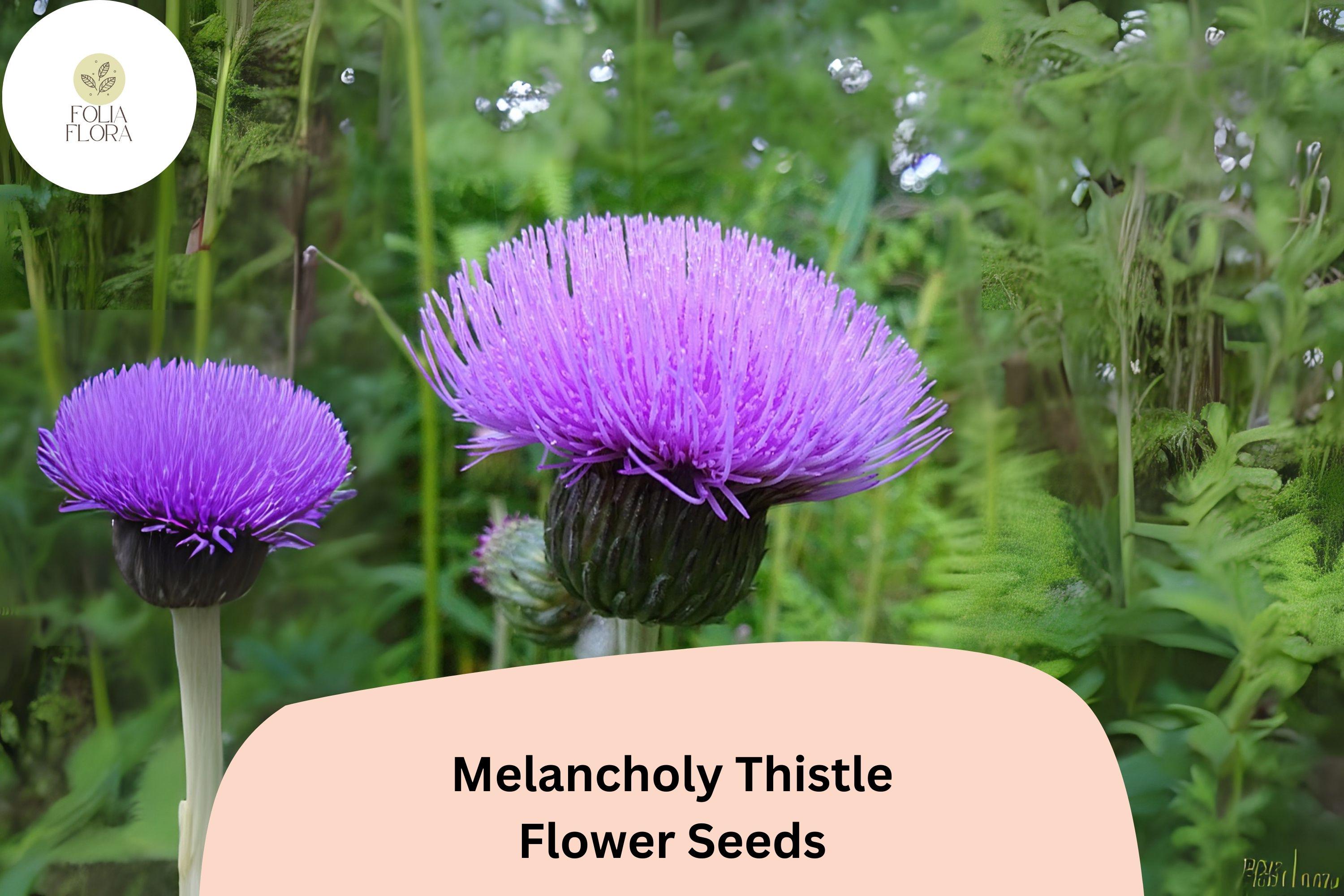 200+ Melancholy Thistle Seeds | Cirsium heterophyllum | Pollinator-Friendly Purple Flowers | Ornamental Garden Plant